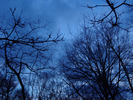 Blue day - sky, trees, nature, day, blue