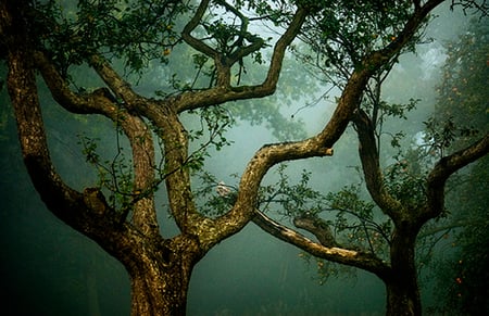 Twist in Time - seams, green, tree, twisted, mist