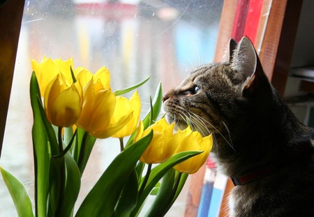 ♥  Sublime view  ♥ - sunny, yellow, window, spring, sublime, flowers, looking through, smelling, cats, morning, sweet, bouquet, tulips, green, bright, peaceful, animals