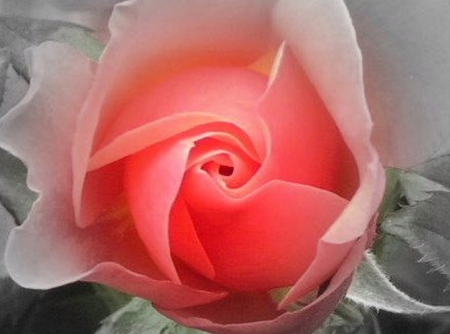 Peach Rose - nature, art, flowers, garden