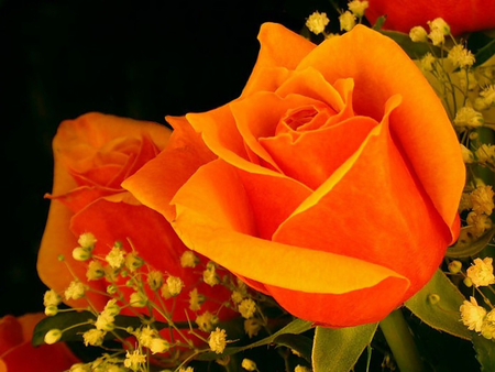 Orange Rose - nature, beautiful, photography, rose, orange, flower, orange rose