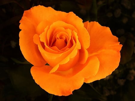 Beautiful orange rose - nature, photography, orange rose, beautiful, orange, rose, flower