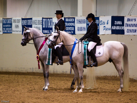 And The Winners Are........ - equus, sport horses, winners, show