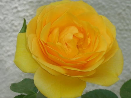 For Anne-Yellow Forever - yellow, beautiful, full, rose, golden