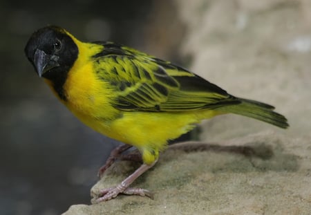 Masked Weaver - pretty, bird, masked weaver, yellow