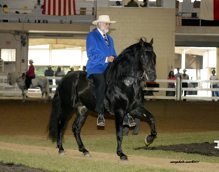 Black Peruvian Paso - peruvian paso, black, horse, purebred