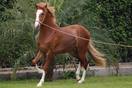 Lima-Peruvian Paso - peruvian paso, horse, equus, lima