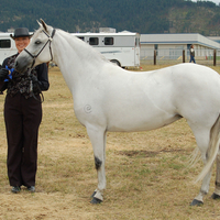 Paso Fino Grey