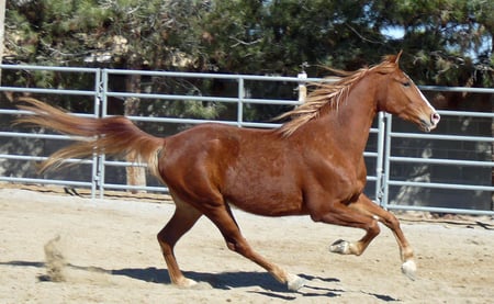 Flying Chestnut - chestnut, equus, horse, gallop