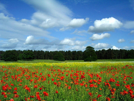 Poppies - flowers, poppies, nature, scenery, photography, field