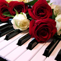 Piano Rose\'s