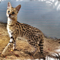 Servil Cat 1