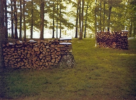 Hotwise - summer, firewood, nature, woodland