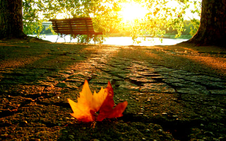 Autumn - falling, street, alley, autumn colors, sunset, peaceful, way, sunlight, lovely, autumn leaves, romantic, colors, walk, beautiful, leaves, view, leaf, tree, nature, park, autumn, path, pretty, water, rays, beauty, romance, sky, lake, sunsets, sunrays, bench, splendor, trees, leave, sunrise, green