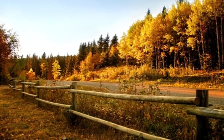 AUTUMN ROAD - road, fence, forest, autumn