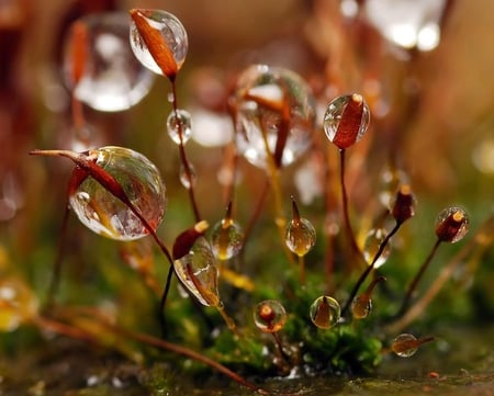 Nature - drops, water, green, dew