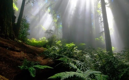 Rays in Forest - rays, trees, sun, nature, view, tall, forest, dark, green