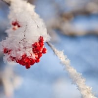 Ice Berries