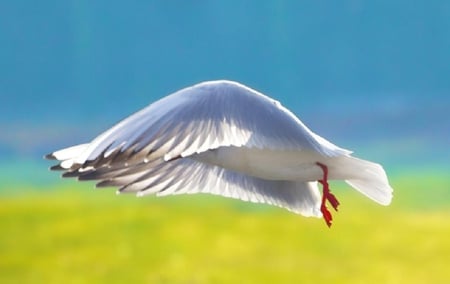 fly - wings, white, fly, animals, bird, dove