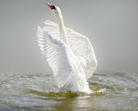 white beauty - white, beauty, swan, anmals, water, bird