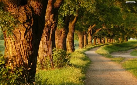 Pathway of Big Trees - leaves, path, trees, sun