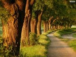 Pathway of Big Trees