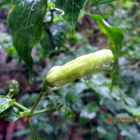 Spicy fresh chili