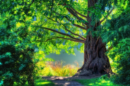 Sunny day-HDR - pretty, calm, amazing, great, grass, spring, forest, walk, leaves, hdr, lake, nice, water, beautiful, photography, shrubs, scenic, beauty, colors, lovely, cool, tree, river, nature, season, green, peaceful, park