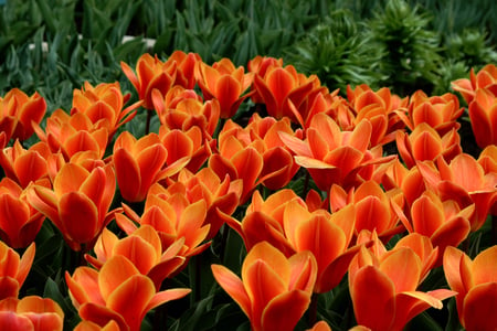 Fire tulips - nature, photography, tulips, flowers, garden, fire