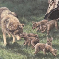 a timber wolf family