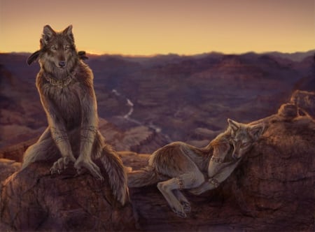 starting of an evening slumber - wolf, wolves, slumber, evening