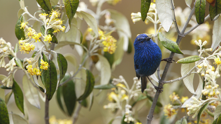 pretty blue bird - beauty, photography, nature, yellow, pretty, wild, blue, animal, flowers