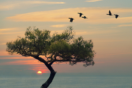 Tree of Life - birds, sunset, single, tree, sun