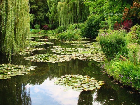 les_nympheas - nature, lake, trees, forest, reflection, ganggang, garden