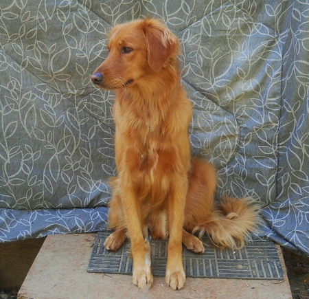 sitting pretty - retriever, sitting, jazz, looking