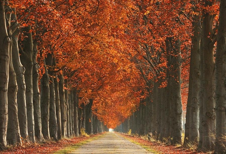 alley - nature, autumn, trees, alley