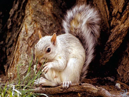 Squirrel - life, animal, nature, squirrel