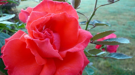 Roses Dew - fog, summer, dew, red, bright, rose, flower, firefox persona