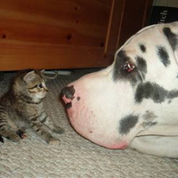 HELLO SWEETY