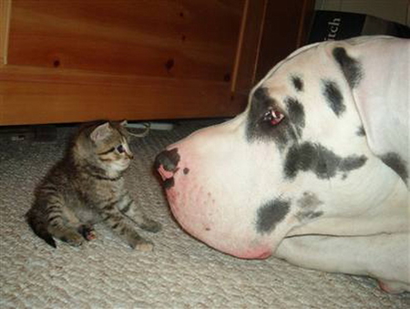 HELLO SWEETY - tiny, sniff, dog, kitty