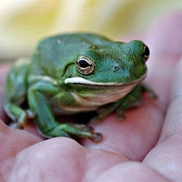 Cute Frog