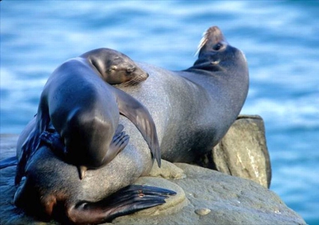 Little Seal - seal, little, cute, picture