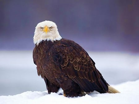 Eagle on Snow - picture, eagle, on snow, beautiful