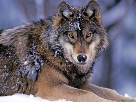 Wolf - wolf, picture, in snow, beautiful