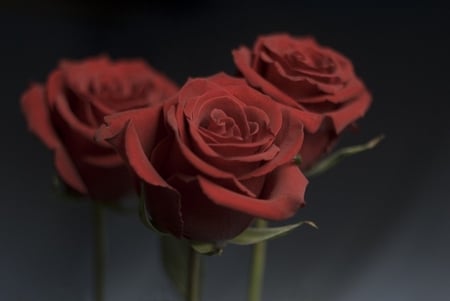 Beautiful roses (for Jambapple) - flowers, roses, beautiful, beauty, friendship, red roses, love