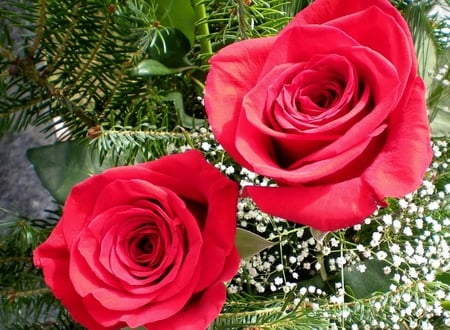 You and me ;) - beauty, roses, beautiful, flowers, wonderful, red roses