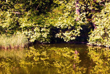 Forest reflections - lake, forest, water, reflection, autumn