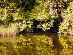 Forest reflections