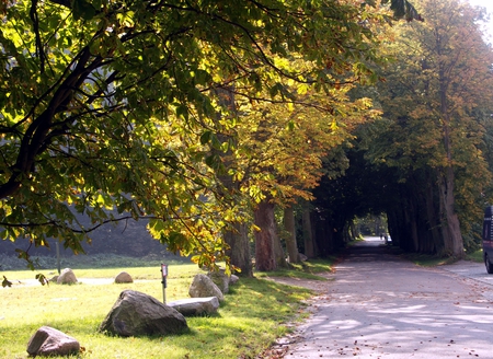 Tree Tunnel - nature, fall, trees, leaves, tunnel