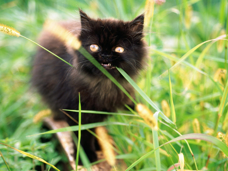 Black kitten in grass - animal, black, kitten, cat, sweet, feline, grass